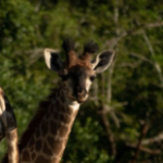 Group logo of South Africa