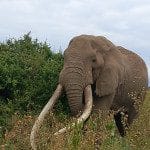 amboseli 3