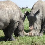 black rhino
